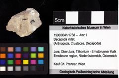 Foto (Objket + Etiketten) von Mesoparapylocheles sp. 